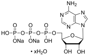 Adenosine-5'-triphosphate, disodium salt, hydrate