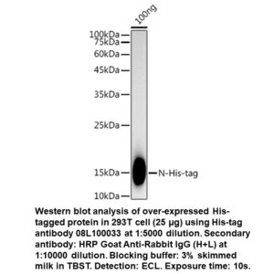 Rabbit anti-His Tag mAb