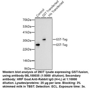 Rabbit anti-GST Tag mAb