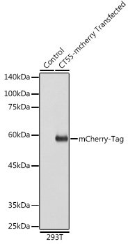 Mouse anti mCherry-Tag mAb