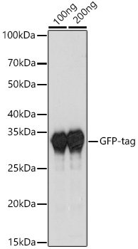 HRP-conjugated Rabbit anti-Camelid VHH antibody