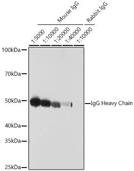 HRP-conjugated Goat anti-Mouse IgG Heavy Chain