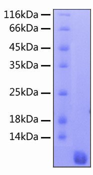 Recombinant Human CCL17/TARC Protein