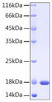 Recombinant Human IL-37/IL-1F7 Protein