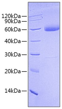 Recombinant Human Mature BMP-9/GDF-2 Protein