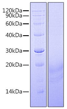 Recombinant Human Insulin-like 3/INSL3 Protein