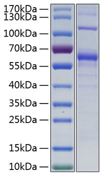 Recombinant Human TNFSF7/CD27 Ligand/CD70 Protein
