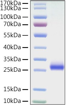 Recombinant Mouse TNFRSF5/CD40 Protein