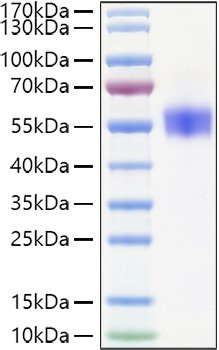 Recombinant Human SIRP-beta 1/CD172b Protein