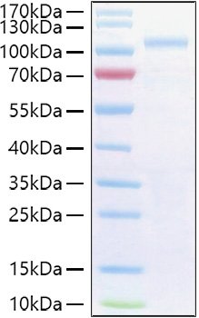 Recombinant Human Semaphorin-3G/SEMA3G Protein