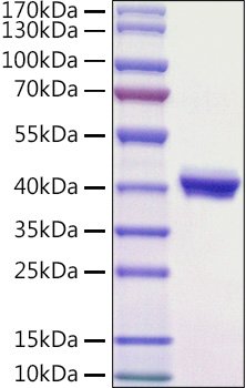 Recombinant Mouse Nectin-4/PVRL4 Protein