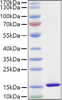 Recombinant Mouse FABP4/A-FABP/ALBP Protein