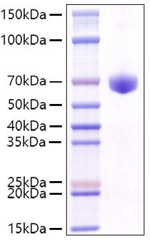 Recombinant Mouse CD8a Protein