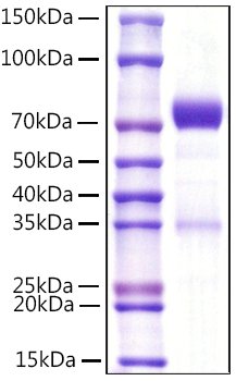 Recombinant Mouse NKp46/NCR1/CD335 Protein