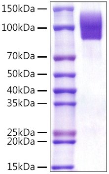 Recombinant Human SR-D1/CD68 Protein