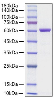 Recombinant Human HMGB1-EGFP Protein