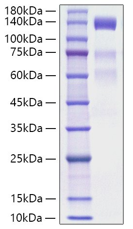 Recombinant Human VEGFR-3/FLT-4 Protein