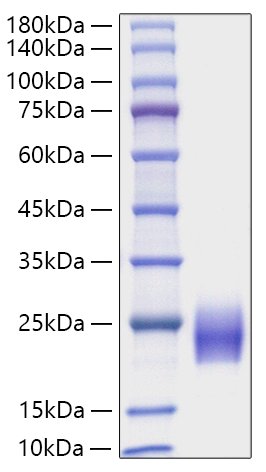 Recombinant Human FSH Beta Protein