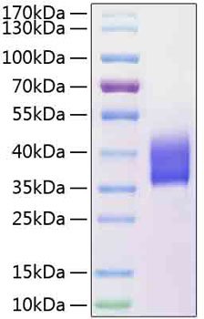 Recombinant Human SLAMF5/CD84 Protein