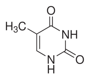 Thymine, ~99%