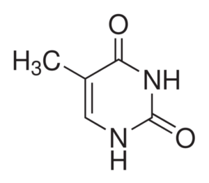 Thymine, ~99%