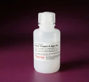 Thermo Scientific Pierce™ Protein A Agarose