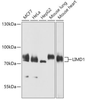 LIMD1 Rabbit pAb