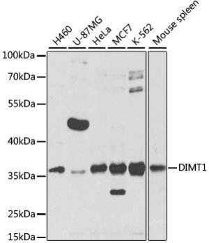 DIMT1 Rabbit pAb