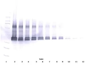 InvitrogenVEGF-165 Polyclonal Antibody, Biotin, PeproTech®