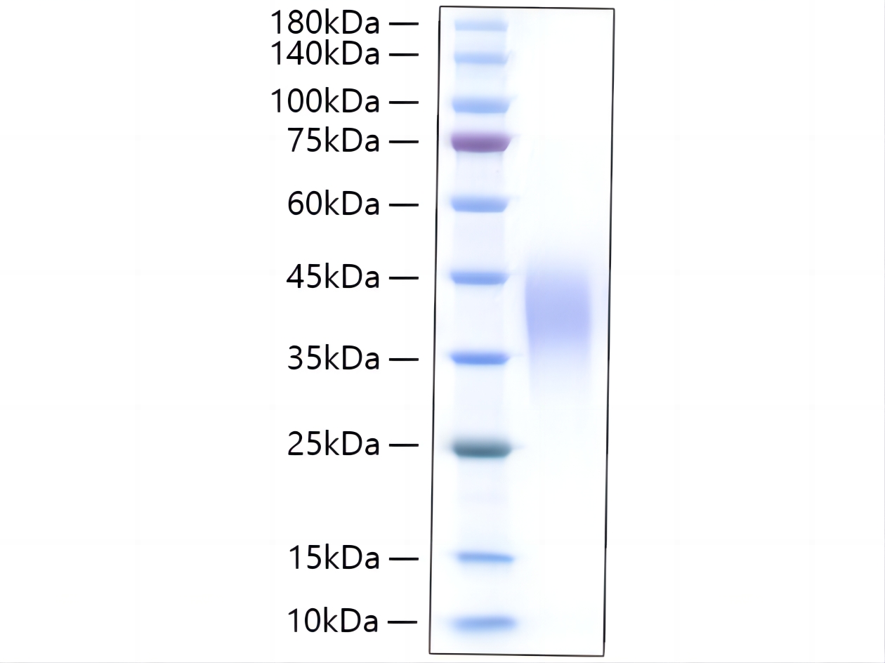 Recombinant Rat Leukemia inhibitory factor/LIF Protein