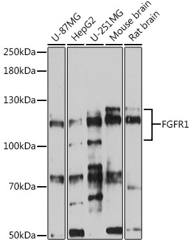 FGFR1 Rabbit pAb