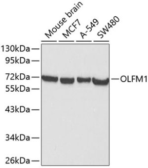 OLFM1 Rabbit pAb