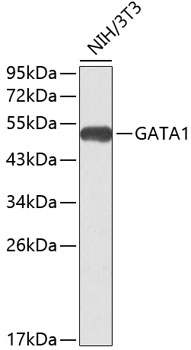 GATA1 Rabbit pAb