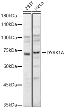 DYRK1A Rabbit pAb
