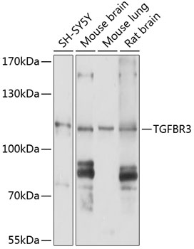 TGFBR3 Rabbit pAb