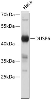 DUSP6 Rabbit pAb