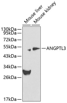 ANGPTL3 Rabbit pAb