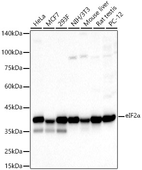 eIF2α Rabbit pAb