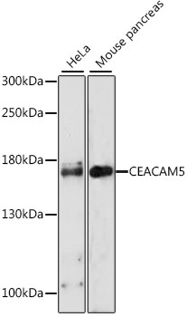 CEACAM5 Rabbit pAb