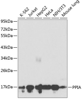 PPIA Rabbit pAb