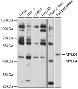 MYLK4 Rabbit pAb