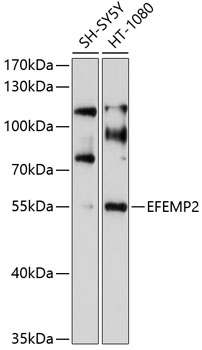 EFEMP2 Rabbit pAb