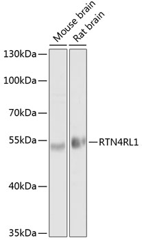 RTN4RL1 Rabbit pAb