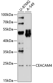 CEACAM4 Rabbit pAb