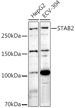 STAB2 Rabbit pAb