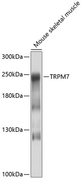 TRPM7 Rabbit pAb