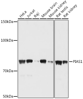 PIAS1 Rabbit pAb
