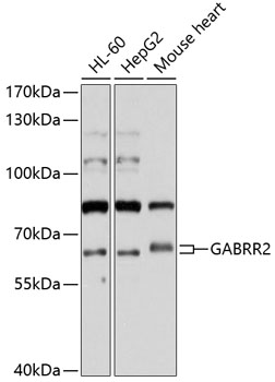 GABRR2 Rabbit pAb