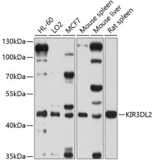 KIR3DL2 Rabbit pAb
