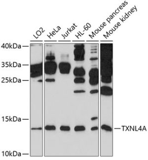 TXNL4A Rabbit pAb